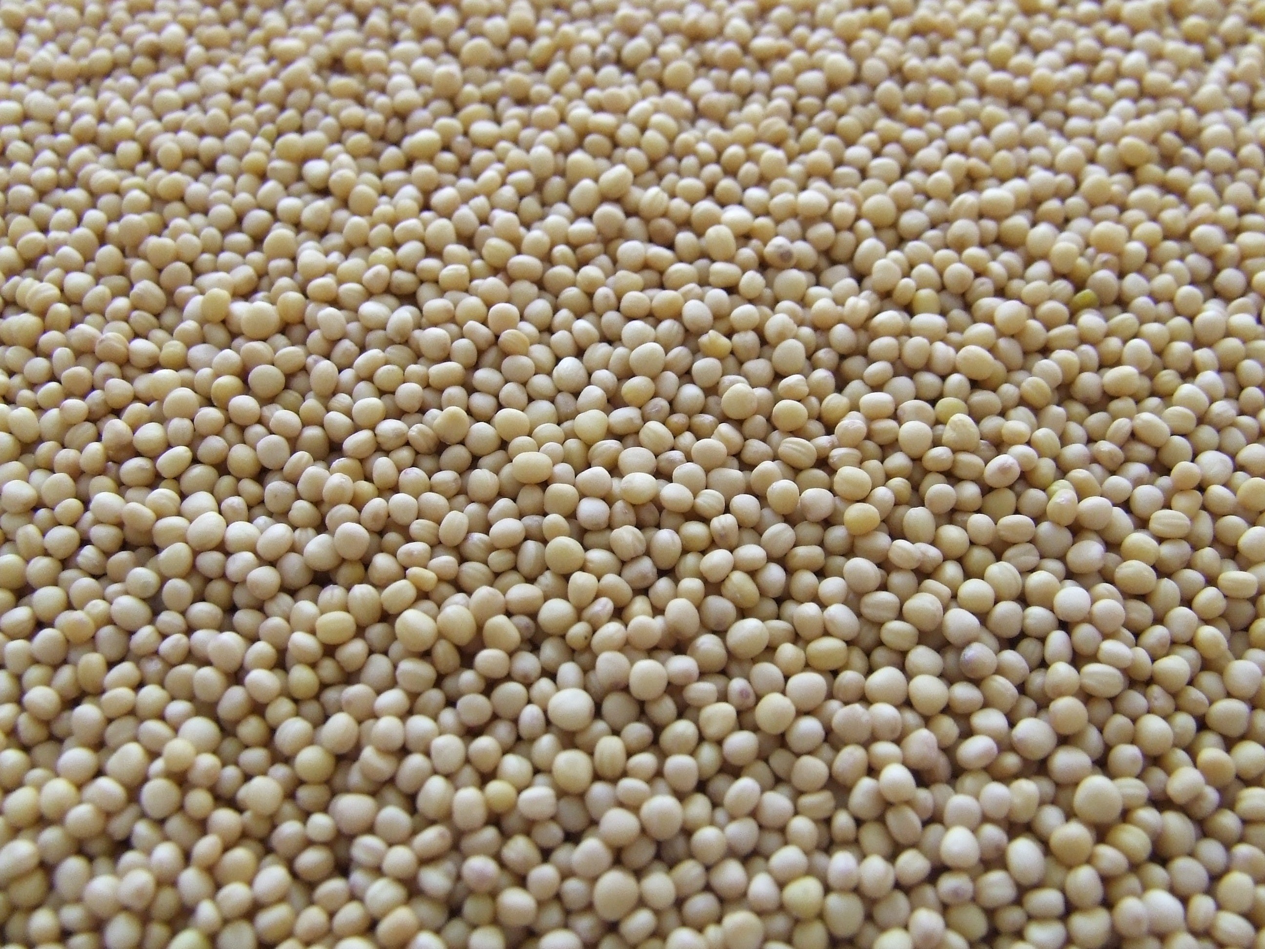 Granos de Soja